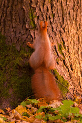 red squirrel climbing a tree