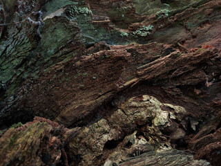 background, texture, image of oak bark in evening autumn tones of brown and green shades