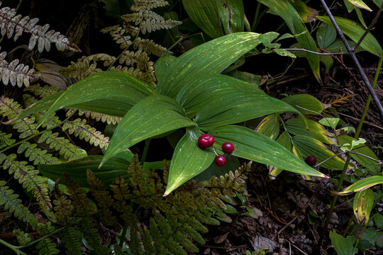 Treacleberry or Feathery False Lily of the Valley (Maianthemum racemosum)