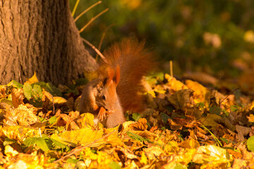 red squirrel among colorful autumn leaves © Paulina