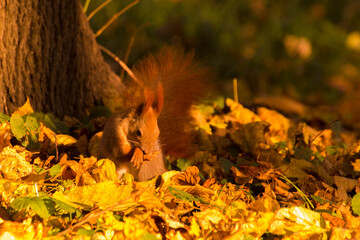 red squirrel among colorful autumn leaves © Paulina