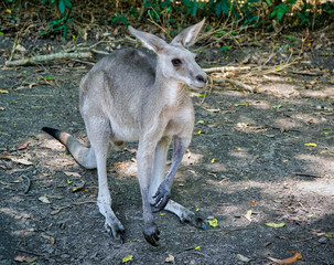 kangaroo standing in Cairns North Queensland