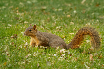 Naklejka na ściany i meble Fox squirrel, Sciurus niger, looking for food among leaves in grass. Also known as eastern or Bryant's fox squirrel. Urban wildlife. Largest species of tree squirrel in North America. Denver, Colorado