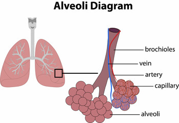 graphic diagram of the lung and alveoli