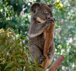 Obraz premium Koala hanging on to a eucalyptus tree branch