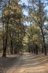 Obraz premium autumn forest trees