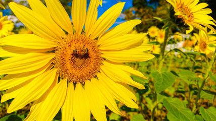 Bees collecting large sunflower nectar