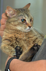 Fototapeta na wymiar striped sad one-eyed cat at animal shelter