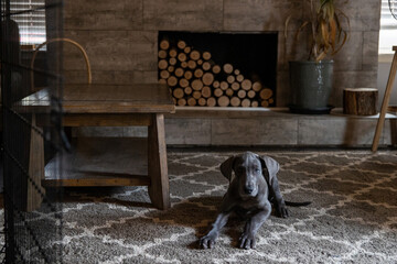 Great Dane puppy dog laying down on carpet in living room in front of fireplace with stacked wood. 