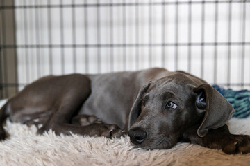 Great Dane puppy resting in her kennel crate. 