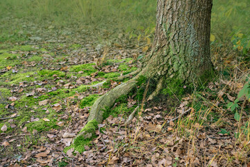 Moss-covered tree roots. Tree roots in the Winter forest.