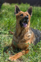 old german shepherd among green grass