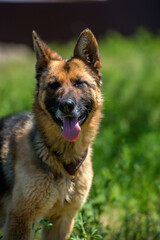 blind german shepherd dog at animal shelter