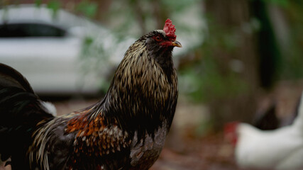 rooster in the farm