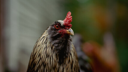 rooster in the farm