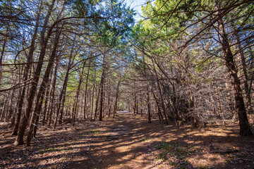 Fototapeta premium Sunny view of the landscape inside the Boiling Springs State Park