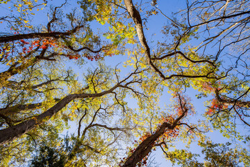 Sunny view of the landscape inside the Boiling Springs State Park