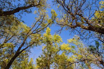 Obraz premium Sunny view of the landscape inside the Boiling Springs State Park