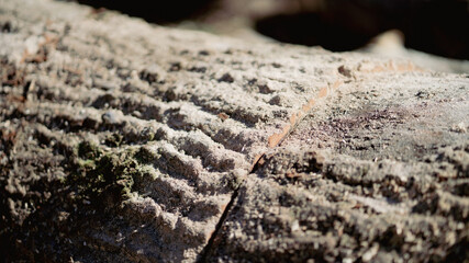 close up of log