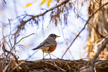 Close up shot of American robin in Boiling Springs State Park