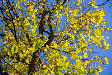 Fototapeta premium Close up shot of yellow leaves in Boiling Springs State Park