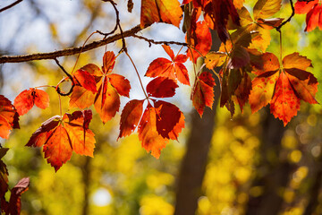 Close up shot of red leaf in Boiling Springs State Park