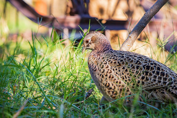 Close up shot of female Ring Necked Pheasant