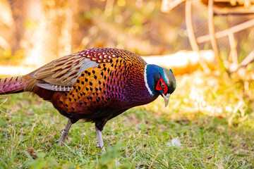 Close up shot of male Ring Necked Pheasant