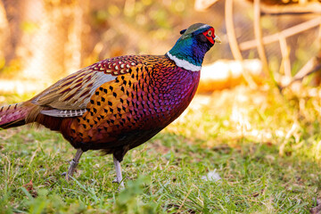 Close up shot of male Ring Necked Pheasant