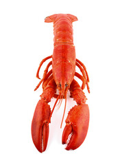 Lobster isolated on white background