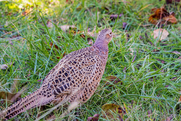 Close up shot of female Ring Necked Pheasant
