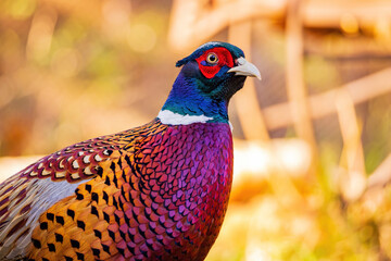 Close up shot of male Ring Necked Pheasant
