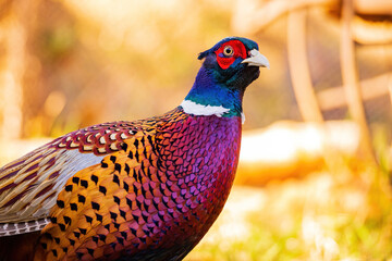 Close up shot of male Ring Necked Pheasant