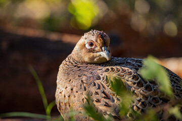 Close up shot of female Ring Necked Pheasant