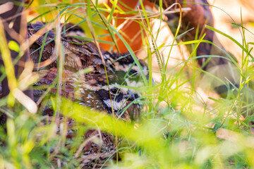 Close up shot of Northern Bobwhite