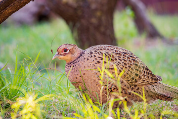 Close up shot of female Ring Necked Pheasant