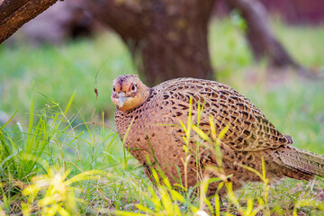 Close up shot of female Ring Necked Pheasant