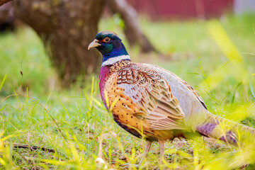 Close up shot of male Ring Necked Pheasant
