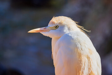 Close up shot of Cattle egret