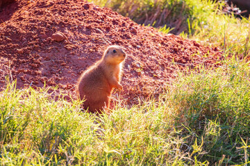 Close up shot of Prairie dog family
