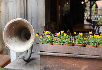 potted viola