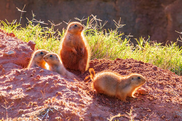 Close up shot of Prairie dog family