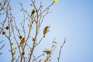 Close up shot of many sparrow