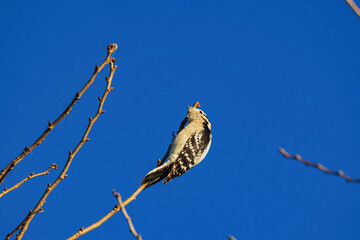 Close up shot of Downy woodpecker