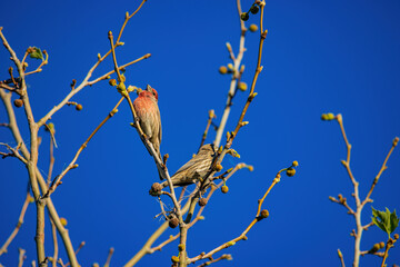 Close up shot of a pair House finch bird