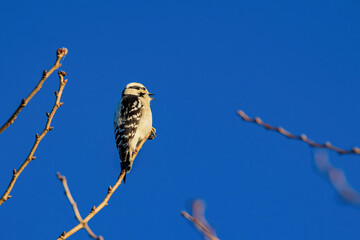 Close up shot of Downy woodpecker