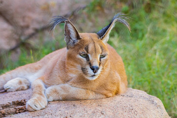 Close up shot of Caracal cat