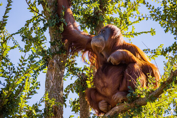 Obraz premium Close up shoot of Orangutan