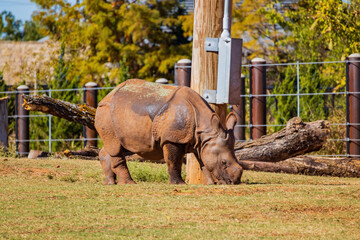 Fototapeta premium Close up shoot of a Rhinoceros without horn
