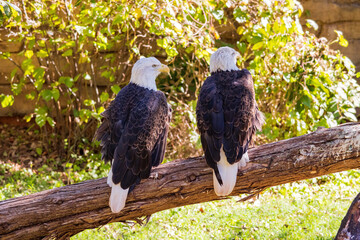 Close up shot of two Bald eagle